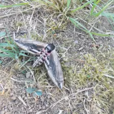 Centre de Siaugues Sainte Marie - Vacances - Galerie semaine du 25 au 29 juillet