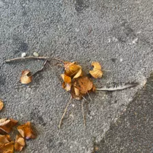 Centre de Siaugues Sainte Marie - Vacances - Galerie Octobre 2025