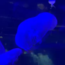 Séjour ✨ Un voyage ludique et culturel au cœur de la Normandie ✨ - Galerie La cité de la mer / deuxième jour