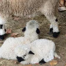 Séjour ✨ Un voyage ludique et culturel au cœur de la Normandie ✨ - Galerie Mont St Michel et visite de la ferme / jour 4