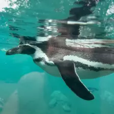 Séjour ✨ Un voyage ludique et culturel au cœur de la Normandie ✨ - Galerie Zoo de Beauval / jour 5