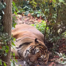 Séjour ✨ Un voyage ludique et culturel au cœur de la Normandie ✨ - Galerie Zoo de Beauval / jour 5