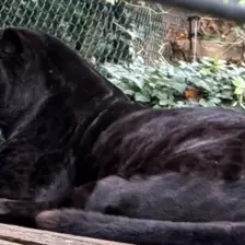 Séjour ✨ Un voyage ludique et culturel au cœur de la Normandie ✨ - Galerie Zoo de Beauval / jour 5