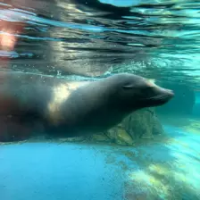 Séjour ✨ Un voyage ludique et culturel au cœur de la Normandie ✨ - Galerie Zoo de Beauval / jour 5