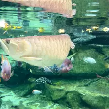 Séjour ✨ Un voyage ludique et culturel au cœur de la Normandie ✨ - Galerie Zoo de Beauval / jour 5