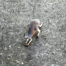 Séjour ✨ Un voyage ludique et culturel au cœur de la Normandie ✨ - Galerie Zoo de Beauval / jour 5