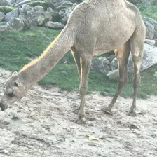 Séjour ✨ Un voyage ludique et culturel au cœur de la Normandie ✨ - Galerie Zoo de Beauval / jour 5