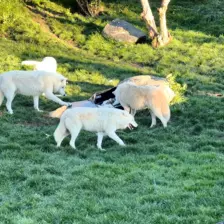 Séjour ✨ Un voyage ludique et culturel au cœur de la Normandie ✨ - Galerie Zoo de Beauval / jour 5