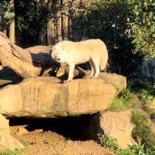 Séjour ✨ Un voyage ludique et culturel au cœur de la Normandie ✨ - Galerie Zoo de Beauval / jour 5