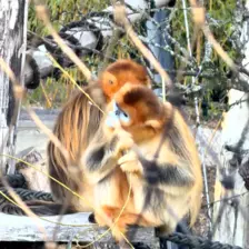 Séjour ✨ Un voyage ludique et culturel au cœur de la Normandie ✨ - Galerie Zoo de Beauval / jour 5