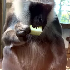 Séjour ✨ Un voyage ludique et culturel au cœur de la Normandie ✨ - Galerie Zoo de Beauval / jour 5