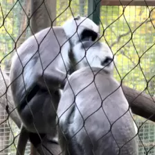 Séjour ✨ Un voyage ludique et culturel au cœur de la Normandie ✨ - Galerie Zoo de Beauval / jour 5