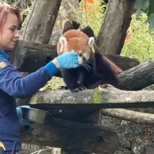 Séjour ✨ Un voyage ludique et culturel au cœur de la Normandie ✨ - Galerie Zoo de Beauval / jour 5
