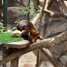 Séjour ✨ Un voyage ludique et culturel au cœur de la Normandie ✨ - Galerie Zoo de Beauval / jour 5
