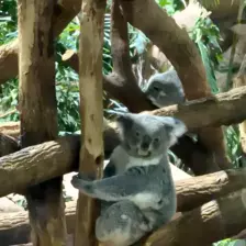 Séjour ✨ Un voyage ludique et culturel au cœur de la Normandie ✨ - Galerie Zoo de Beauval / jour 5
