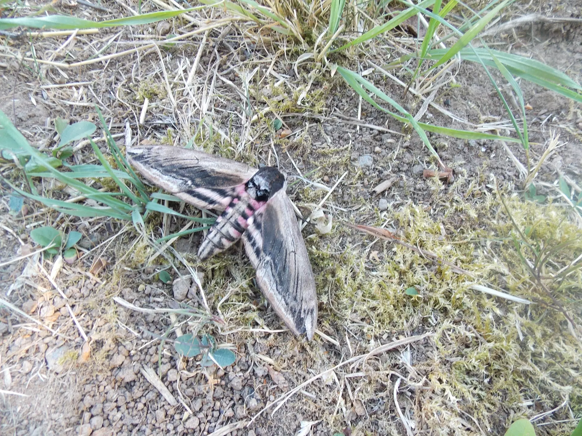 Centre de Siaugues Sainte Marie - Vacances - Galerie semaine du 25 au 29 juillet
