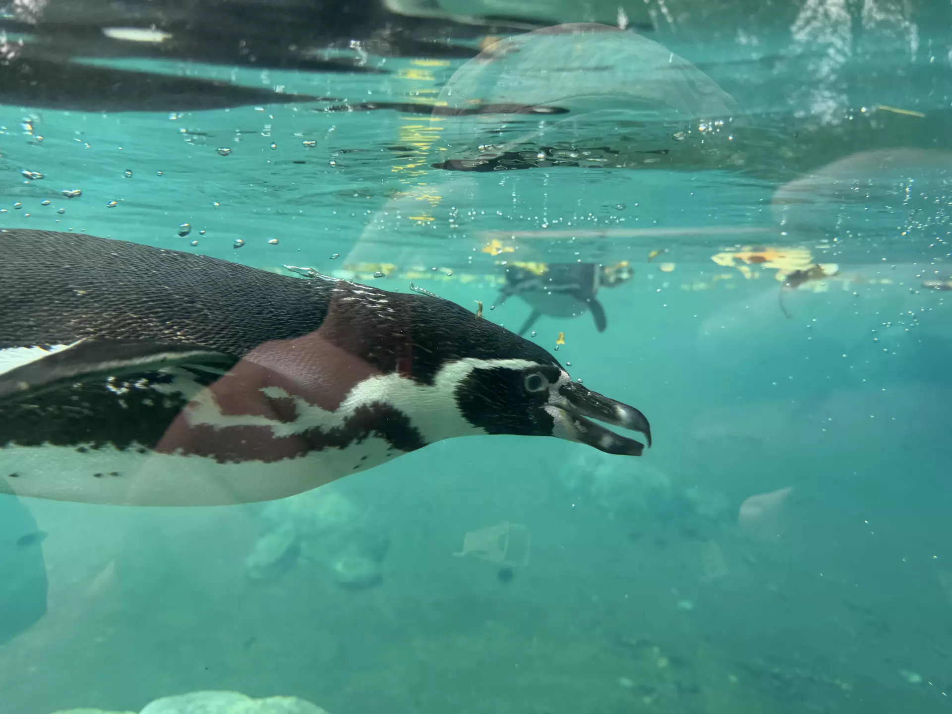 Séjour ✨ Un voyage ludique et culturel au cœur de la Normandie ✨ - Galerie Zoo de Beauval / jour 5