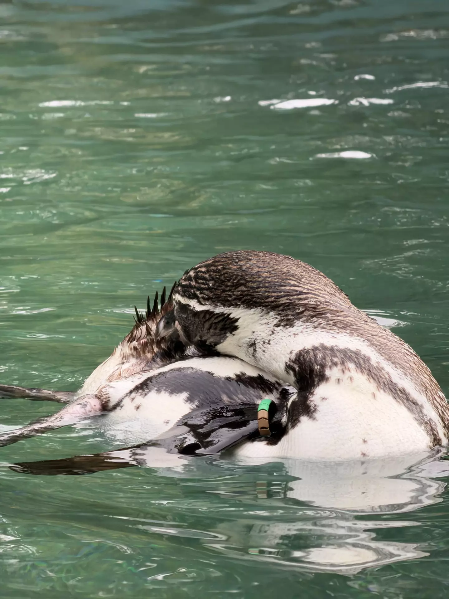 Séjour ✨ Un voyage ludique et culturel au cœur de la Normandie ✨ - Galerie Zoo de Beauval / jour 5