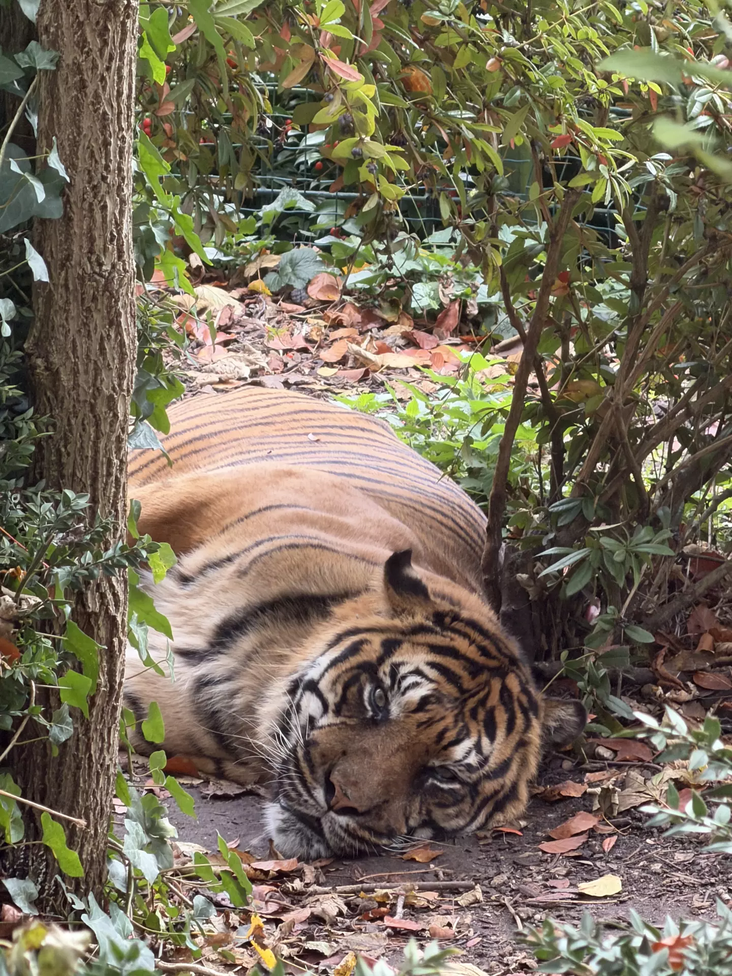Séjour ✨ Un voyage ludique et culturel au cœur de la Normandie ✨ - Galerie Zoo de Beauval / jour 5