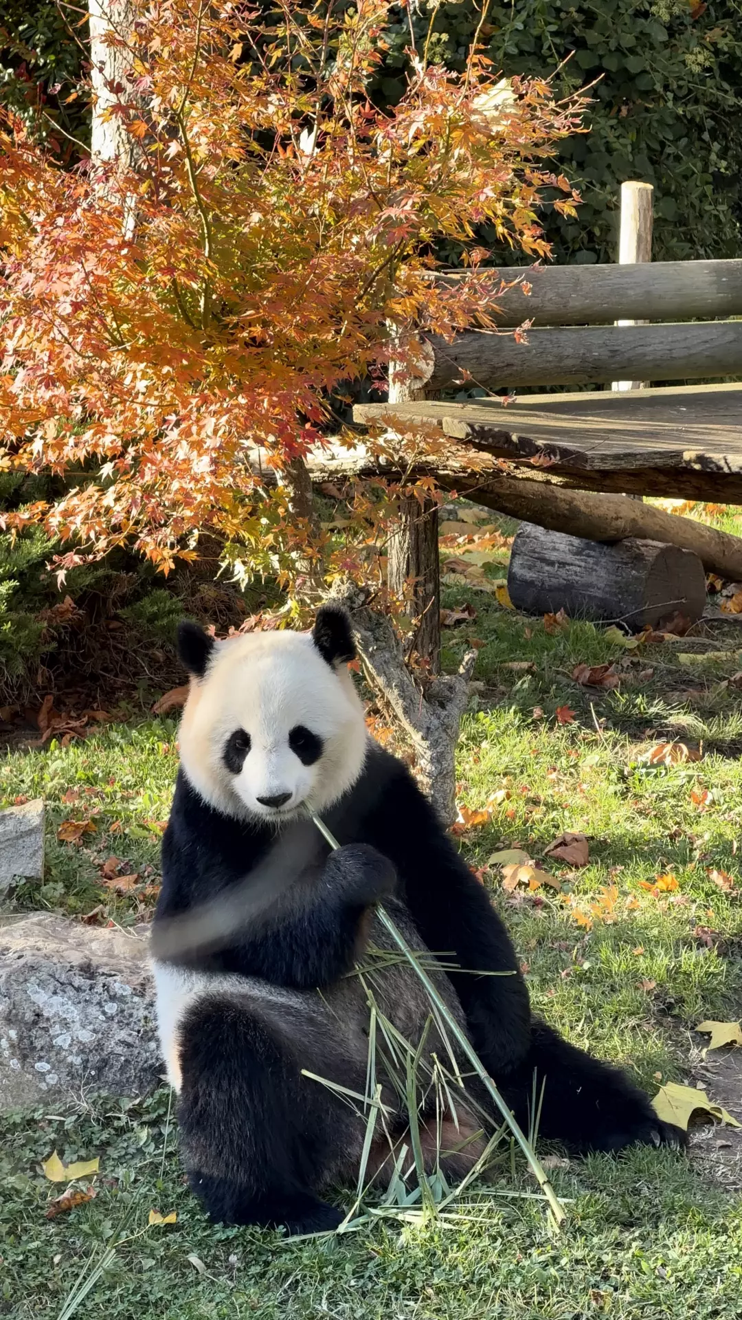 Séjour ✨ Un voyage ludique et culturel au cœur de la Normandie ✨ - Galerie Zoo de Beauval / jour 5